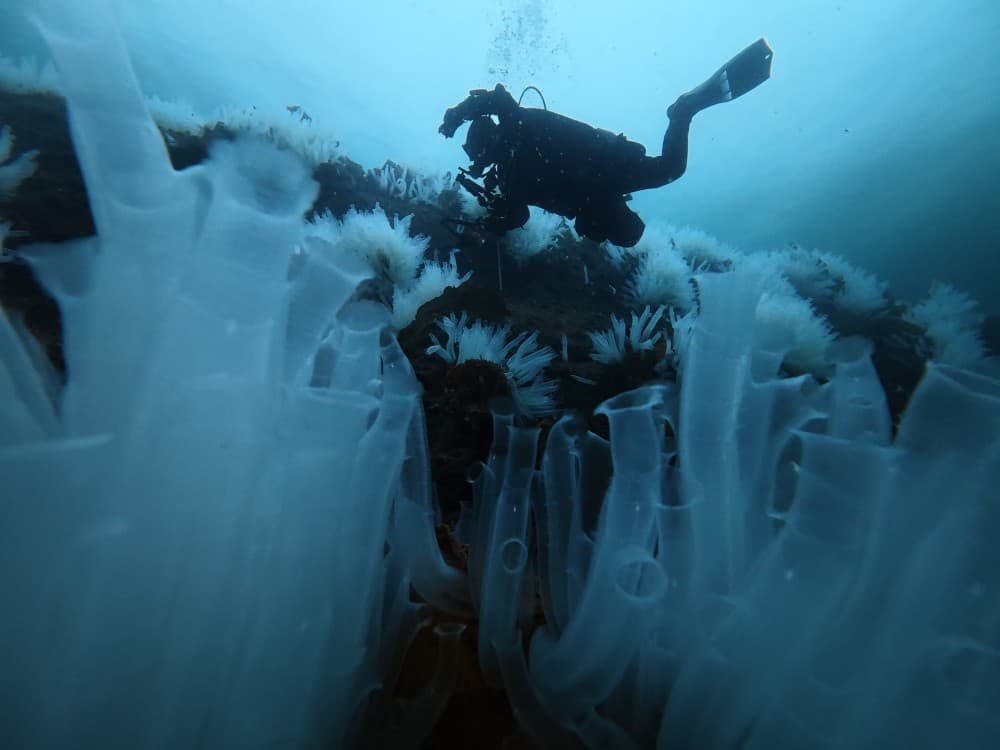 Reise – Infoabend  “TAUCHEN IM LAND DER FJORDE” Norwegen