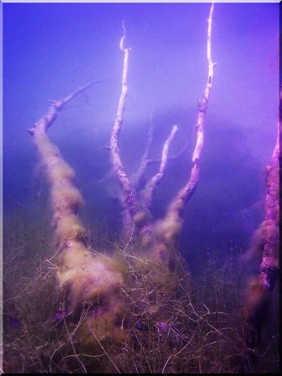 Halloween Tauchen Echinger Weiher
